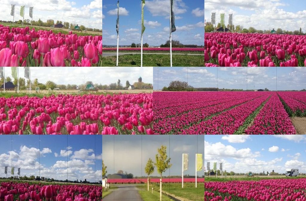 Tulpenveld tegenover Camping De Lage Werf.