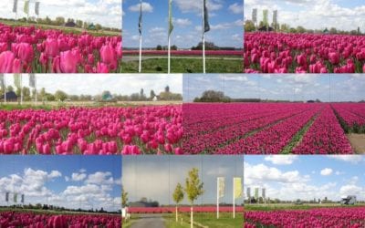 Tulpenveld tegenover Camping De Lage Werf.