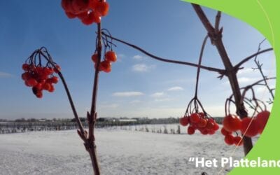 Winterse taferelen op Goeree Overflakkee
