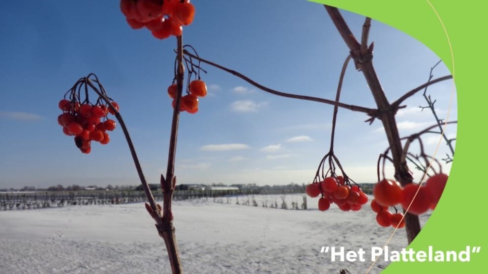 Winterse taferelen op Goeree Overflakkee