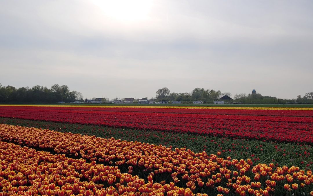 Mooie tulpenvelden in bloei op Goeree Overflakkee.